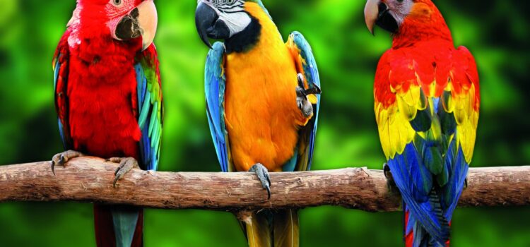 Papouščí zoologická zahrada